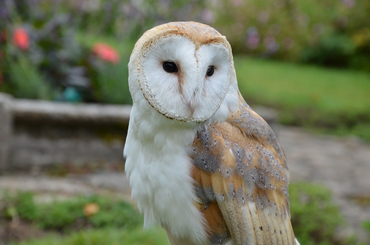 barn-owl-1208033 1280